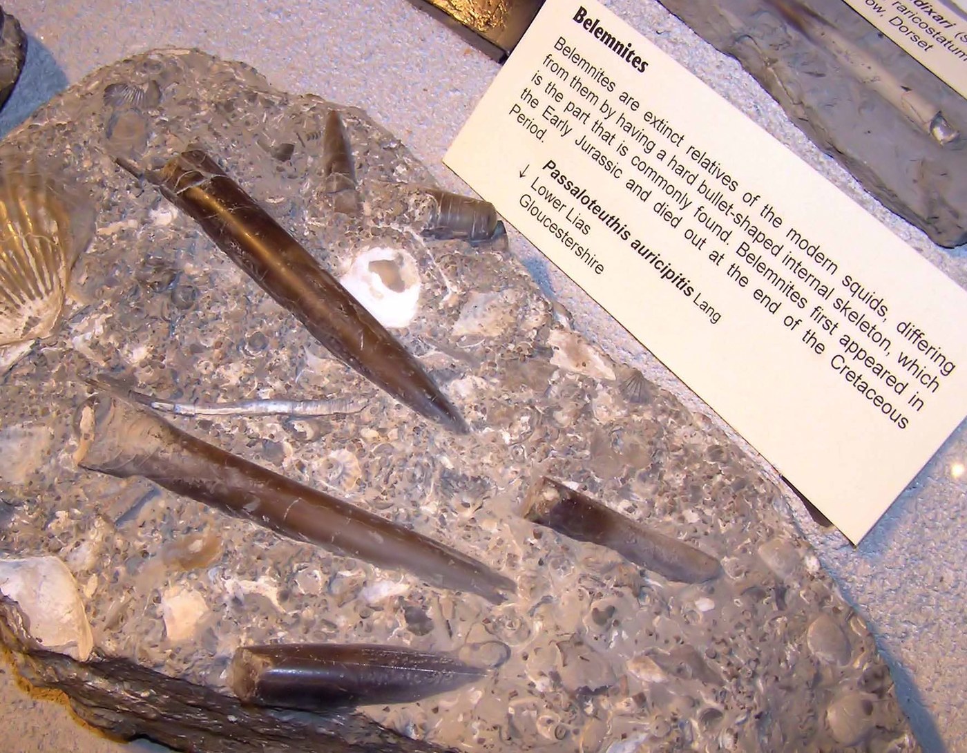 Belemnites