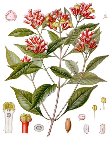 Clavo de olor