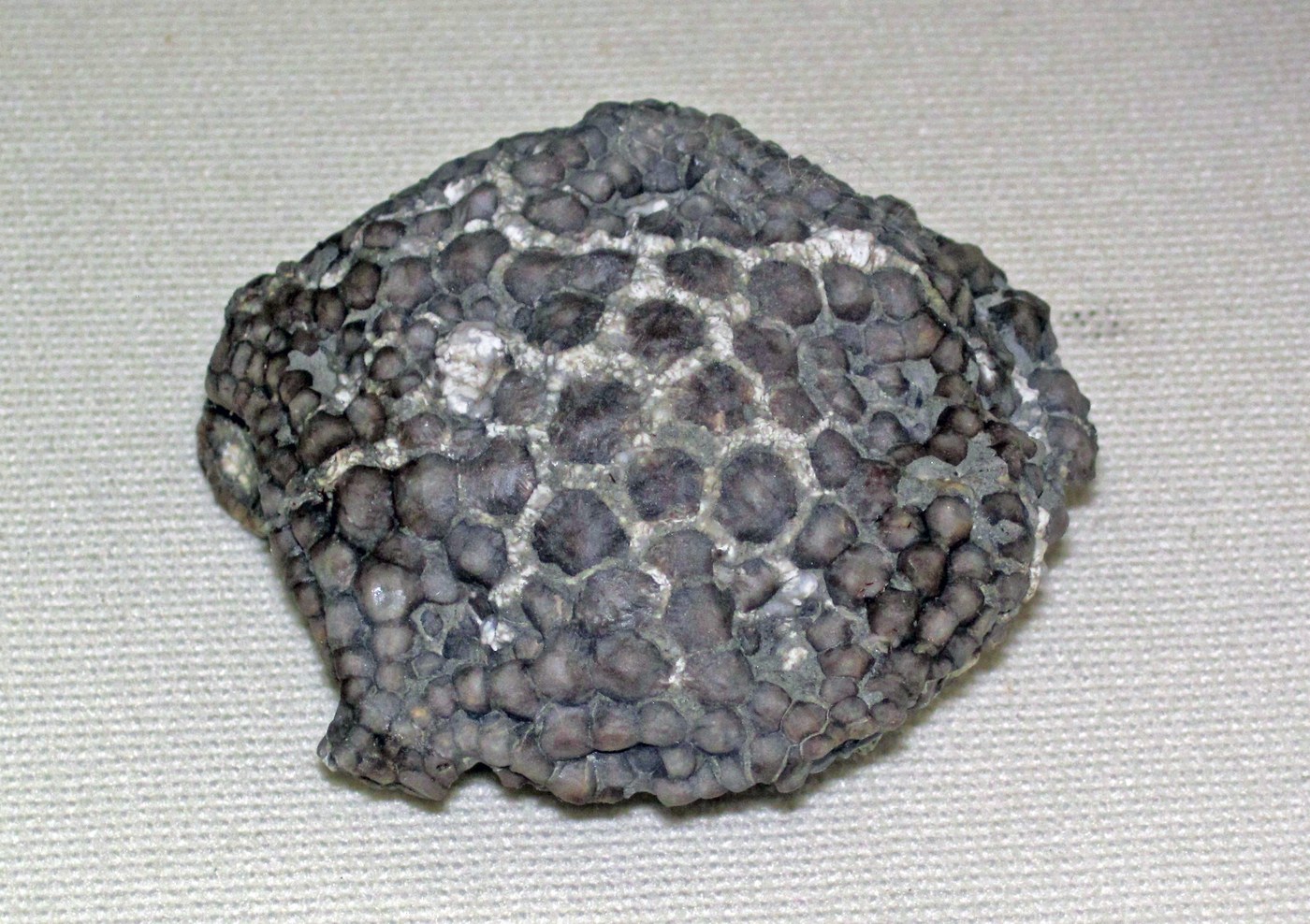 Crinoideos
