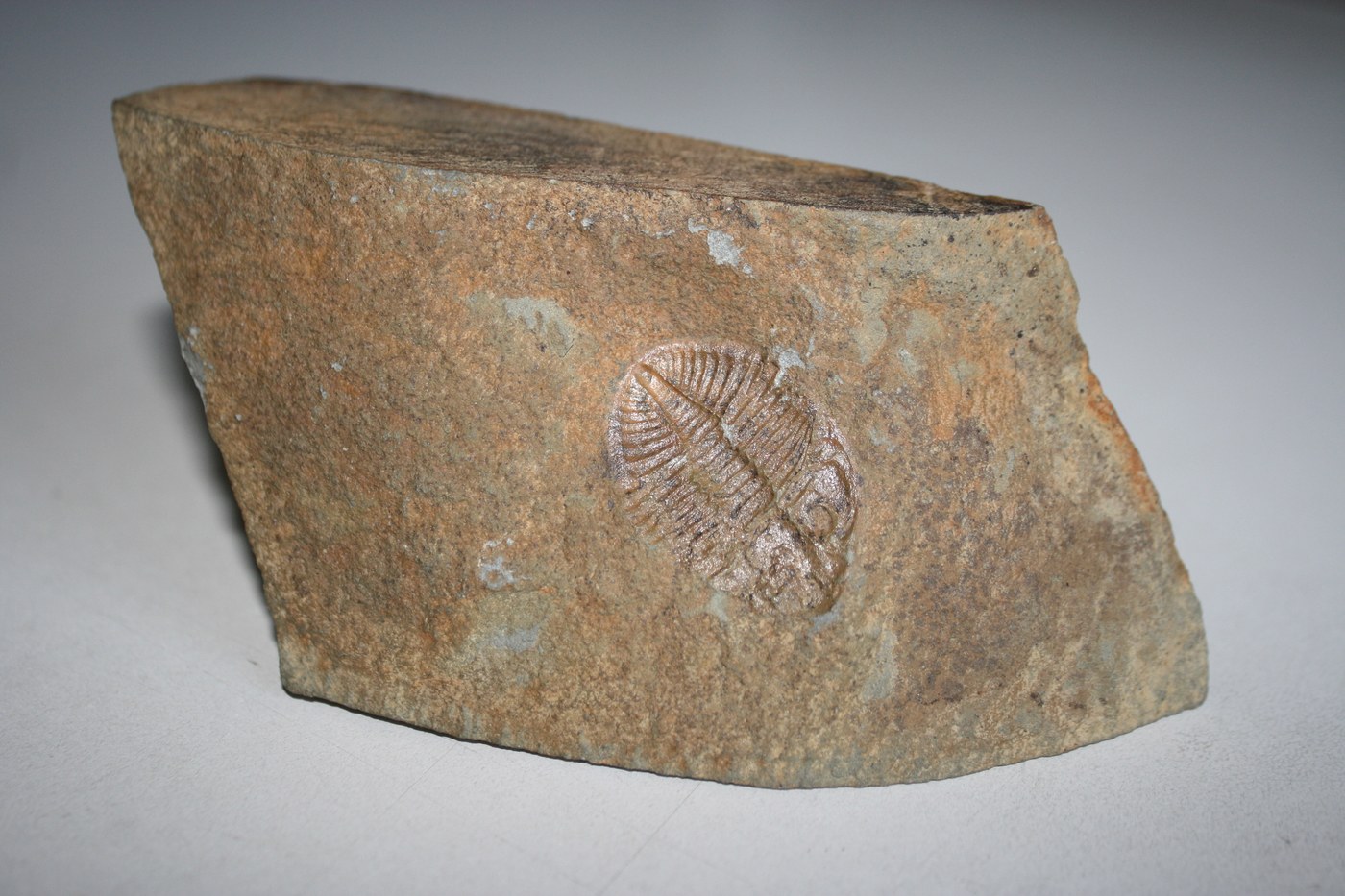 Trilobites